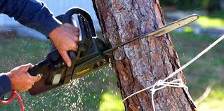 Tree and Shrub Care in New Port Richey East, FL