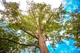 Best Tree Maintenance Programs  in New Port Richey East, FL