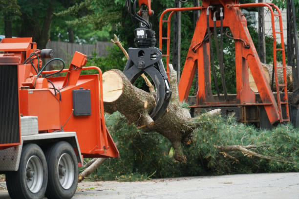 How Our Tree Care Process Works  in  New Port Richey East, FL